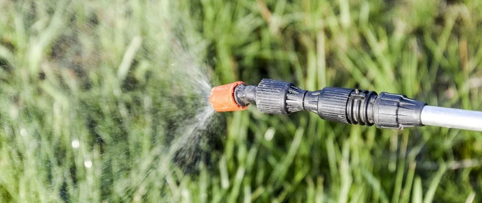 Person watering plants in a garden with a hose.