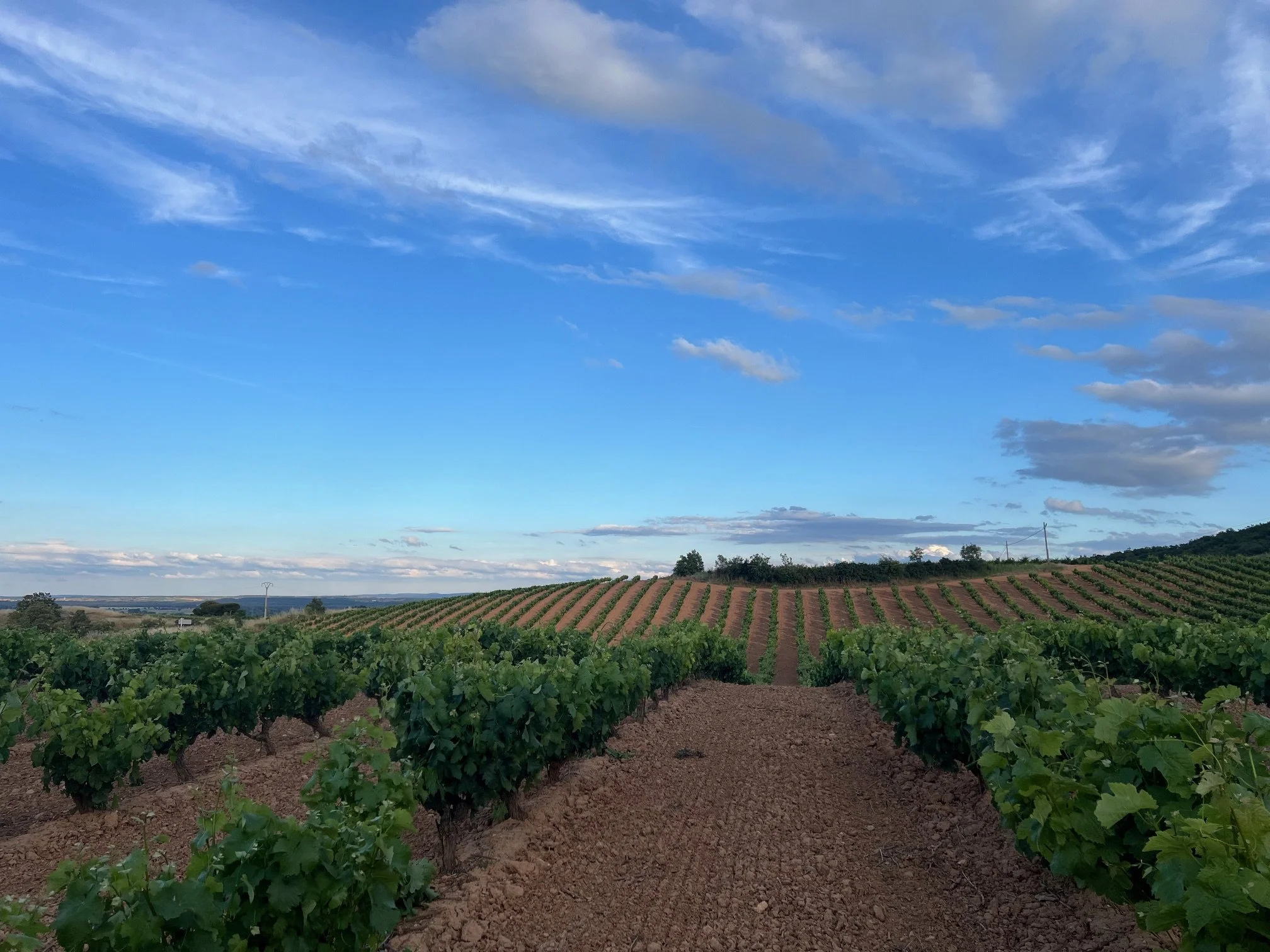 Ribera del Duero wine region, Spain 2024