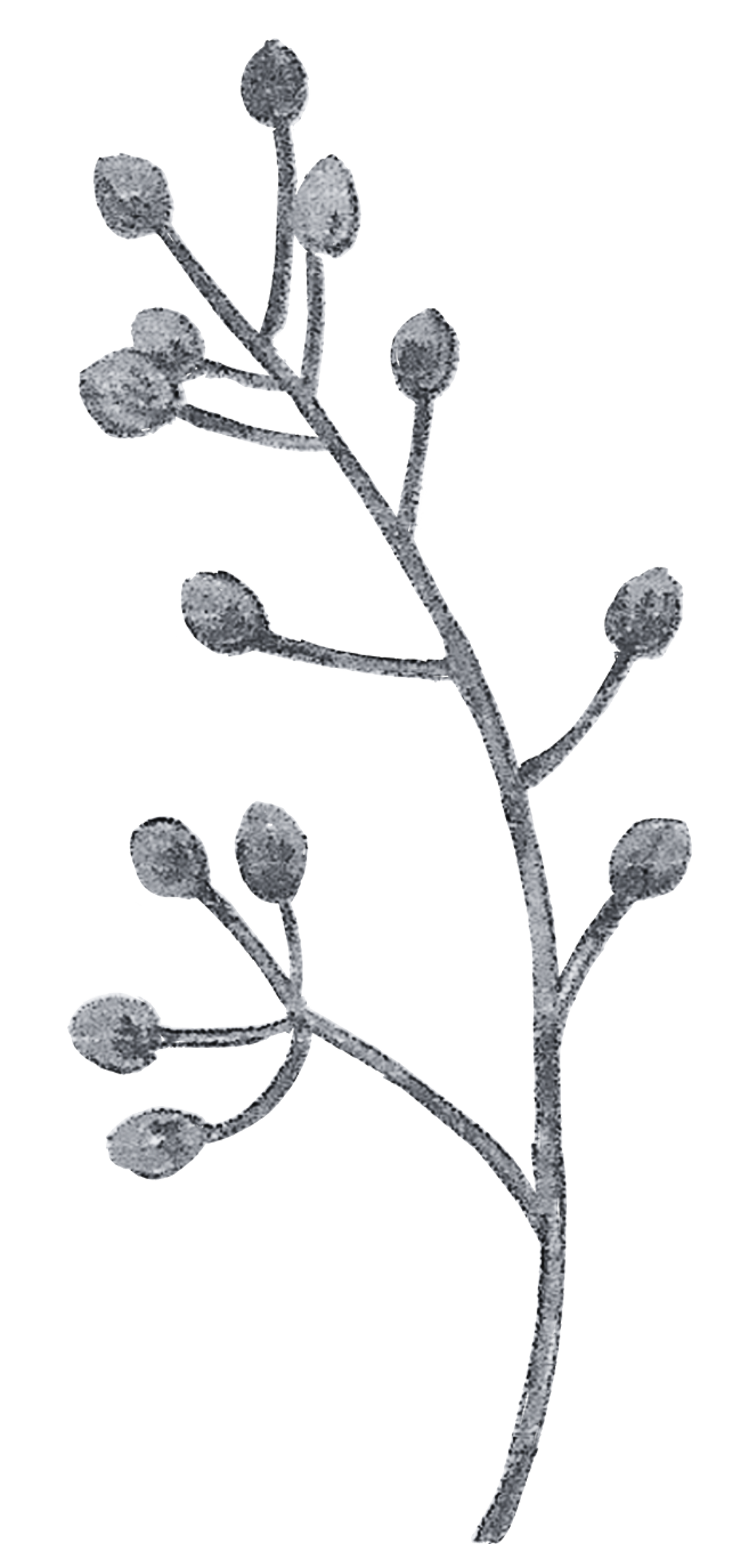 A black and white illustration of a sprig with multiple small rounded buds or flowers on thin, curved stems.
