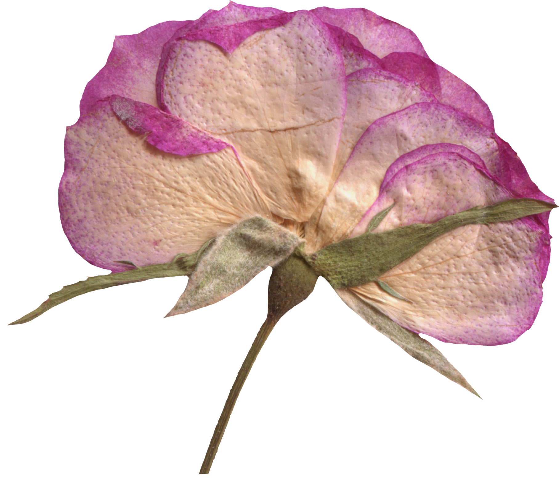 A dried pink and beige rose with wilted petals and a green stem.