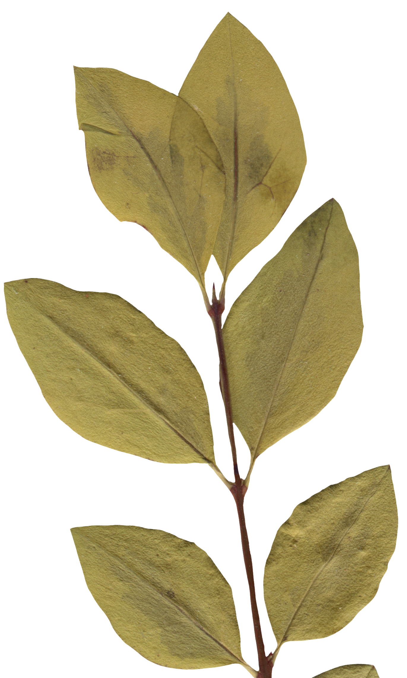 A branch with seven yellowish-green, oval-shaped leaves.