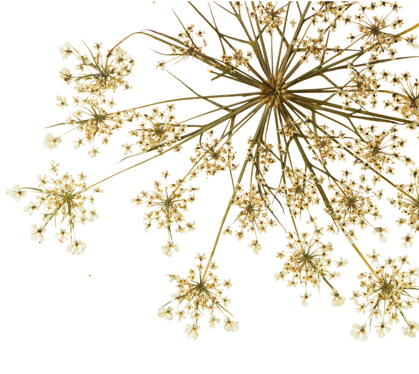 White flowers and stems