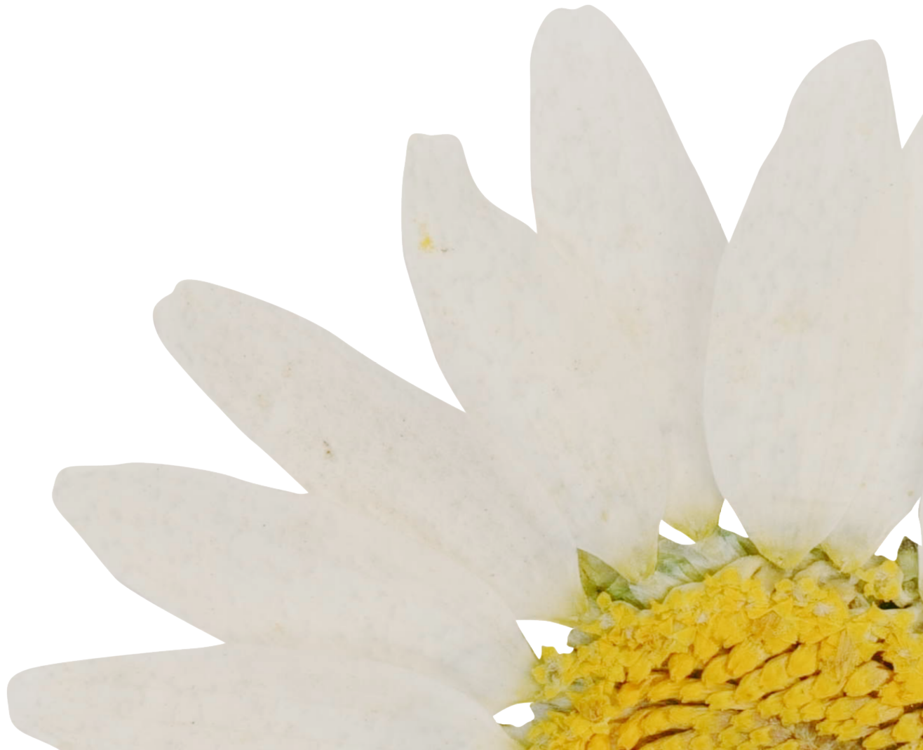 Close-up of a white flower with a yellow center, likely a sunflower, against a black background.