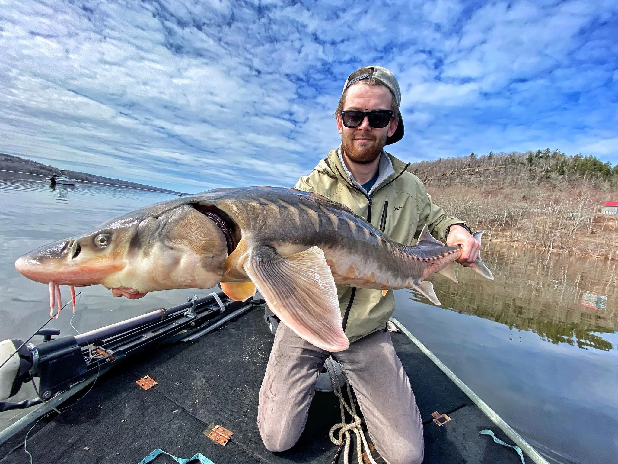 Man in sunglasses holding a large sturgeon on the kennebecasis river on a boat on a calm river in New Brunswick with a hilly shoreline and partly cloudy sky.