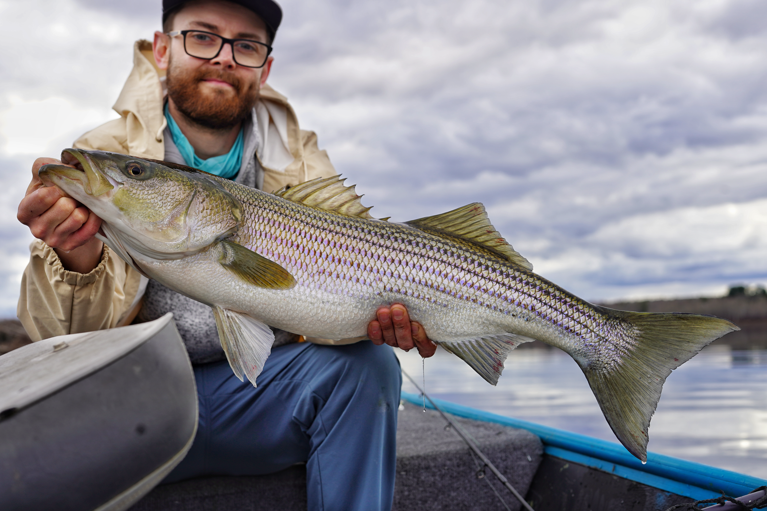 Striped bass guided trips in Miramichi New Brunswick, Saint John New Brunswick