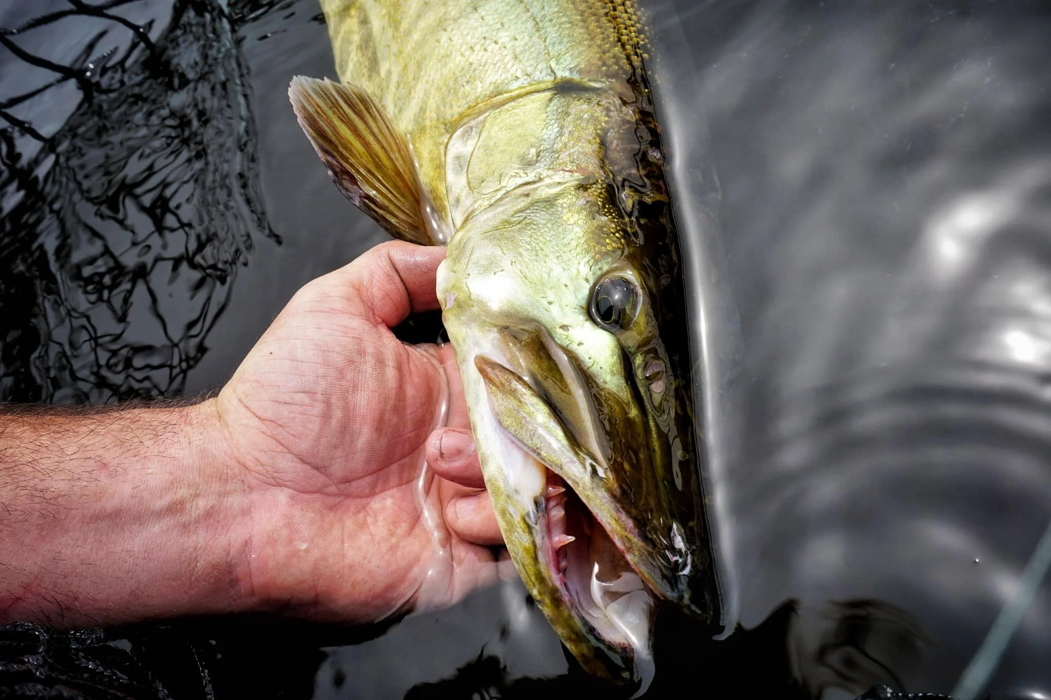Close-up of a person holding a large fish, likely a bass, in water. The fish's mouth is open, showing its teeth and gills, with water surrounding it.