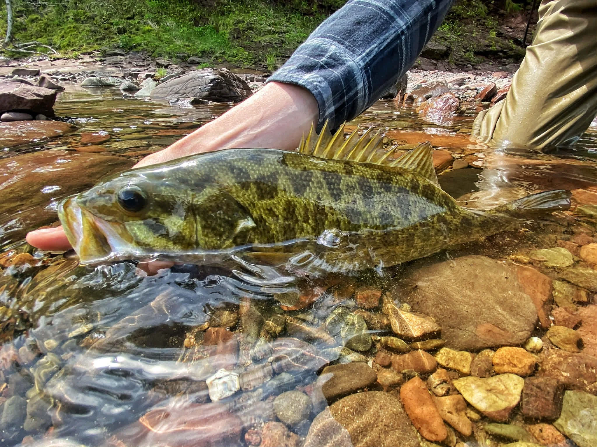 A person holding a smallmouth bass in shallow stream water with rocks in New Brunswick