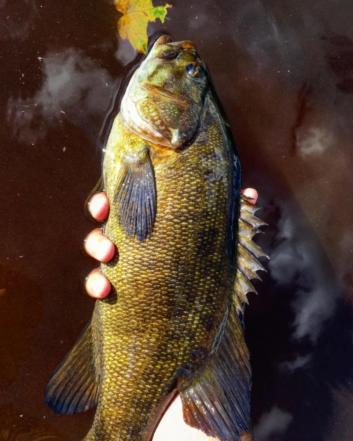 Smallmouth guided tours in Nackawic New Brunswick
