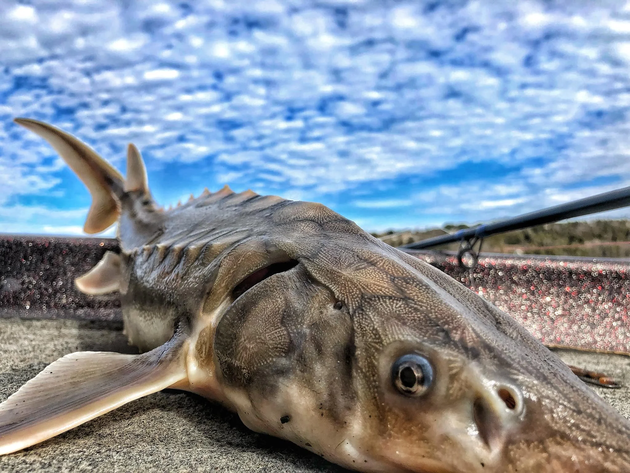 Guided sturgeon trips in Saint John New Brunswick