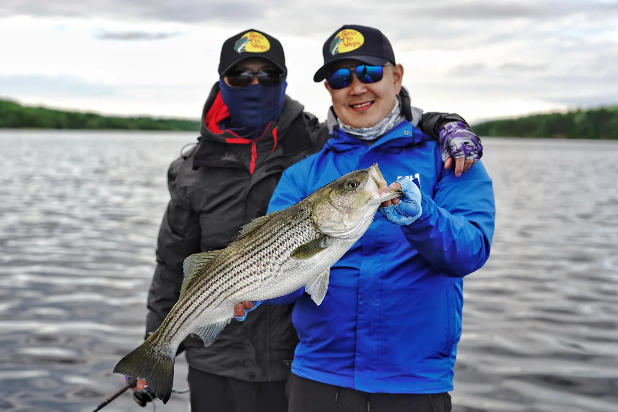 Striped bass guided tours in Miramichi New Brunswick