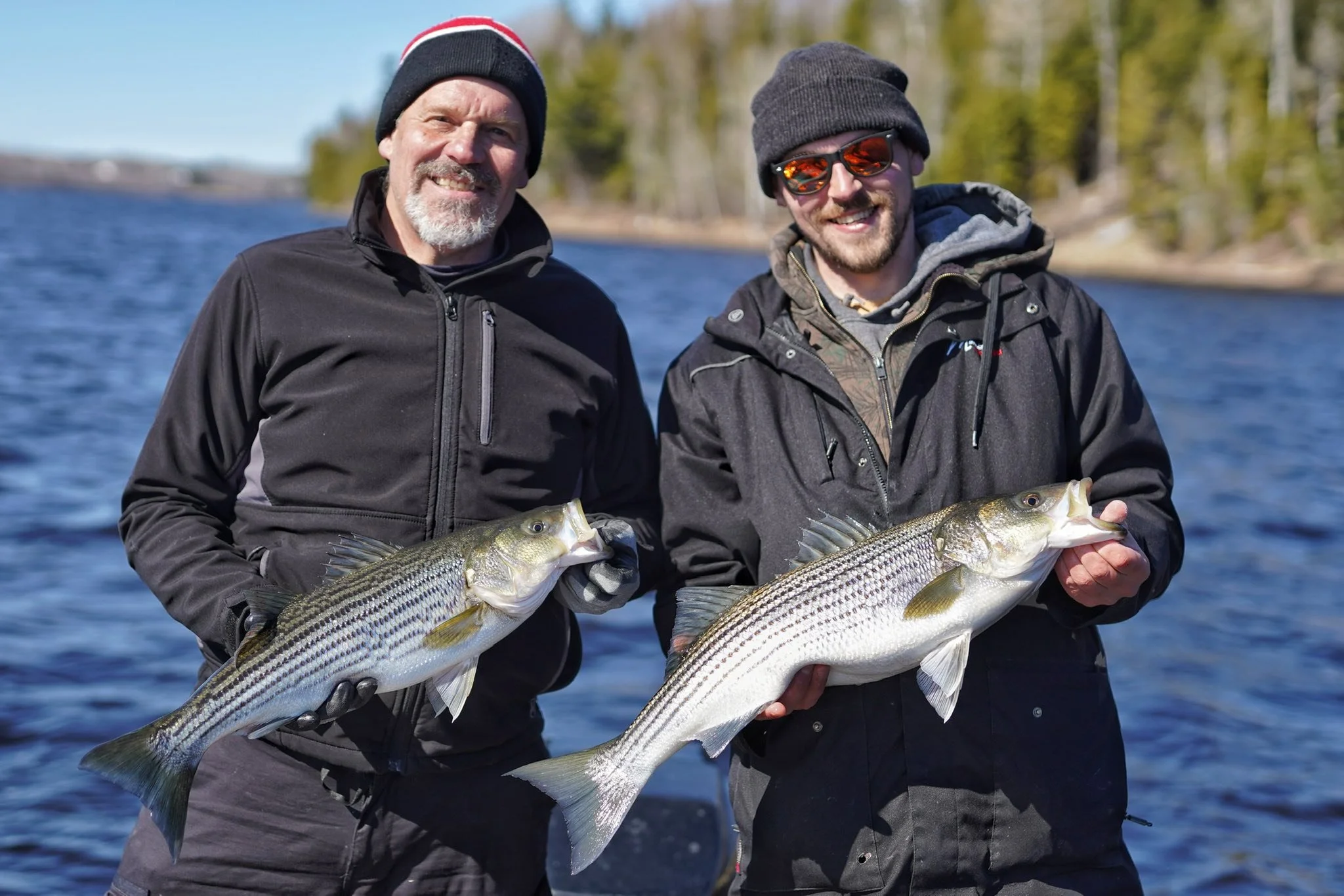 Striped bass guided tours in Miramichi New Brunswick
