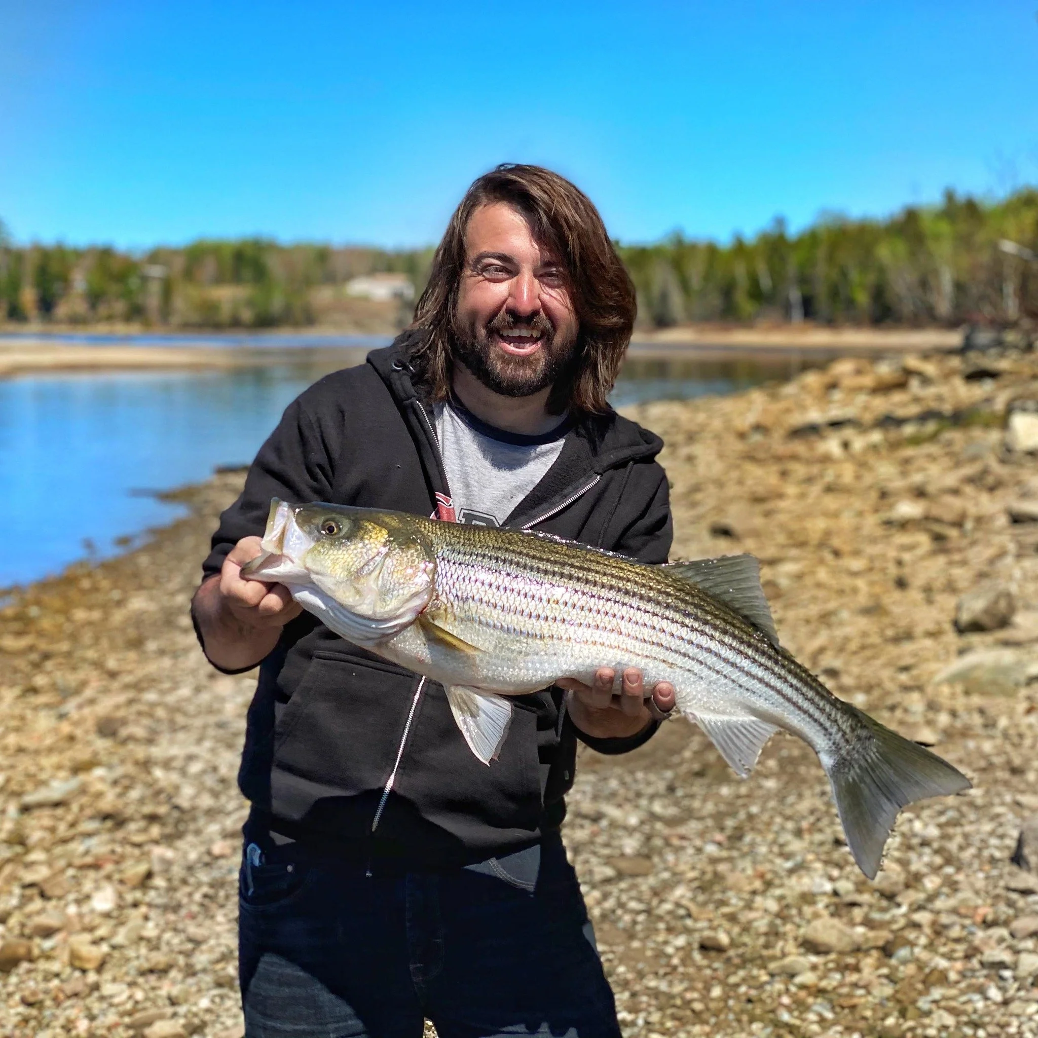 Man holding a large striped bass near a riverbank with trees in the background on a sunny day in Miramichi.