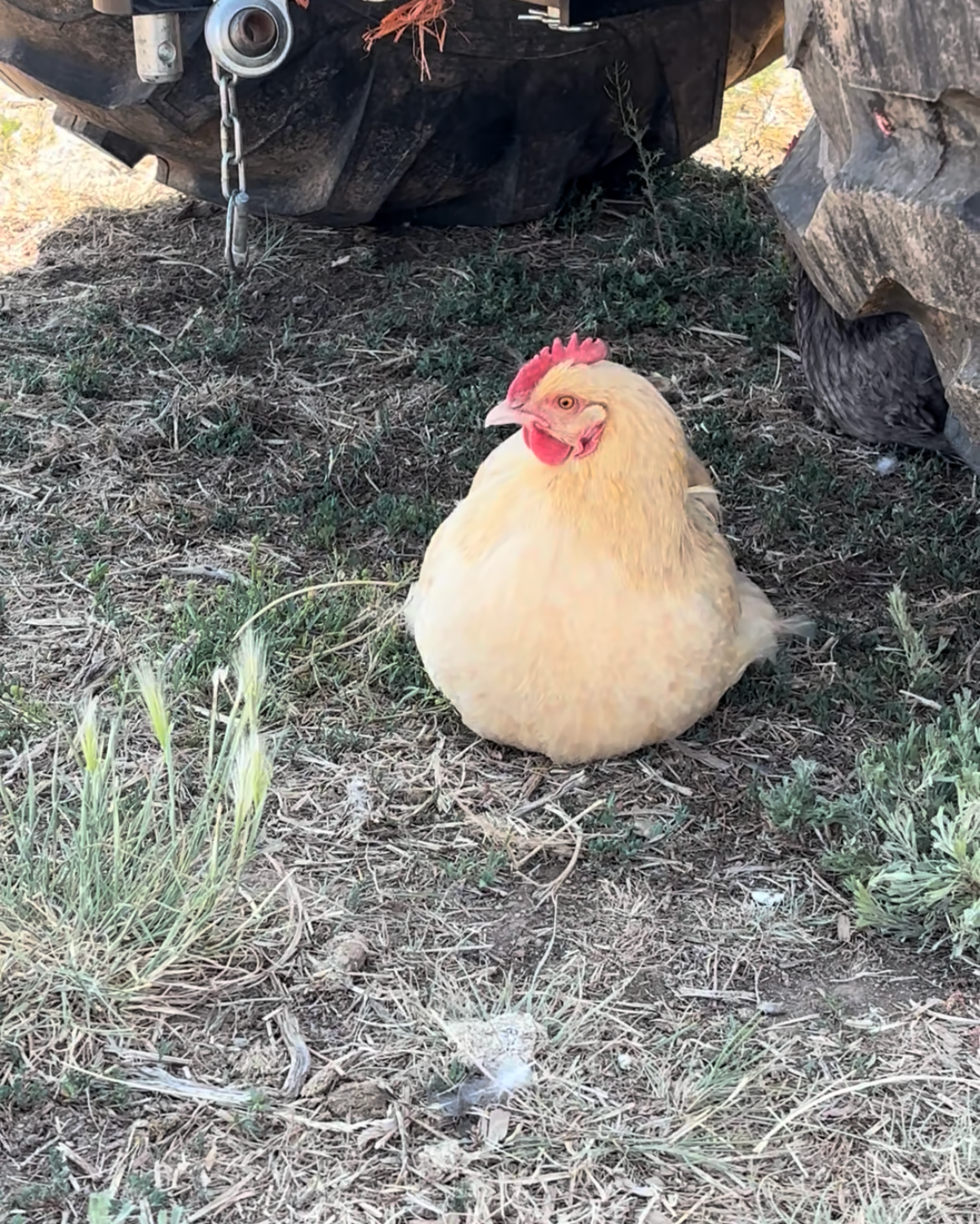 Pastured Poultry Pre-Sale