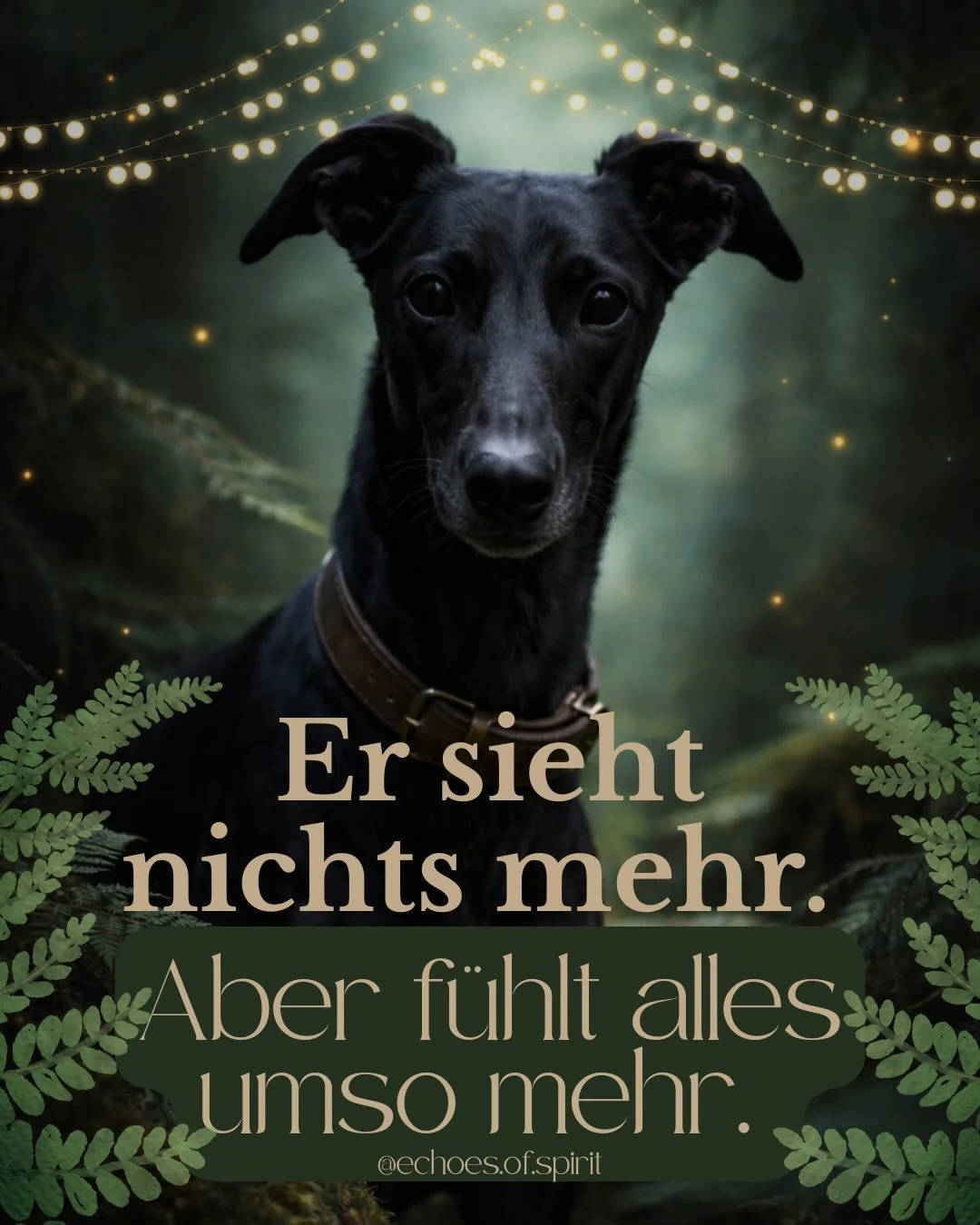 Ich habe heute mit einem Hund gesprochen, der nichts mehr sieht. St&uuml;ck f&uuml;r St&uuml;ck wurde es leider immer dunkler f&uuml;r ihn. Und trotzdem nimmt er mehr wahr, als viele von uns. 

Seine  Panik und seine &bdquo;Aggression&ldquo;?
Sind pu