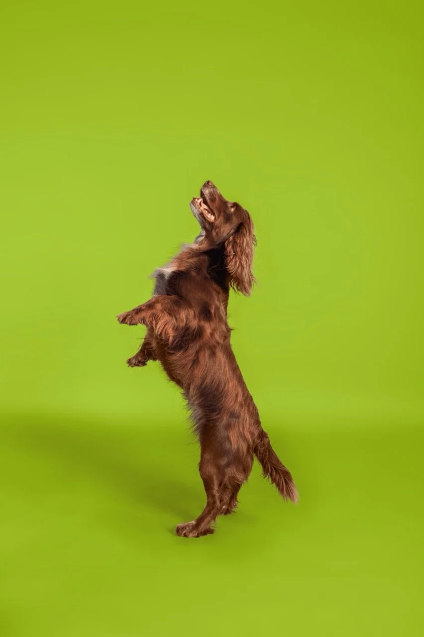 Healthspan Vetvits_5.jpg