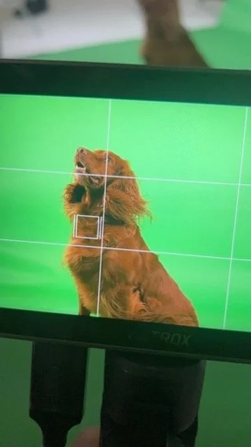 Healthspan Vetvits_18.jpeg