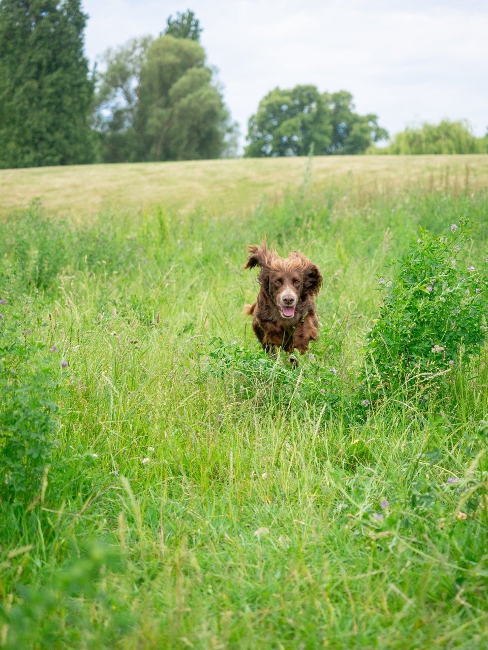 Healthspan Vetvits_7.jpg