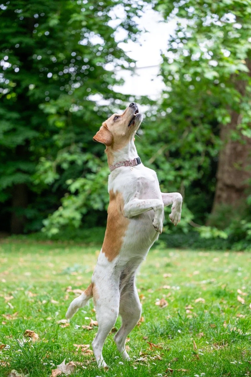 Healthspan Vetvits_3.jpg