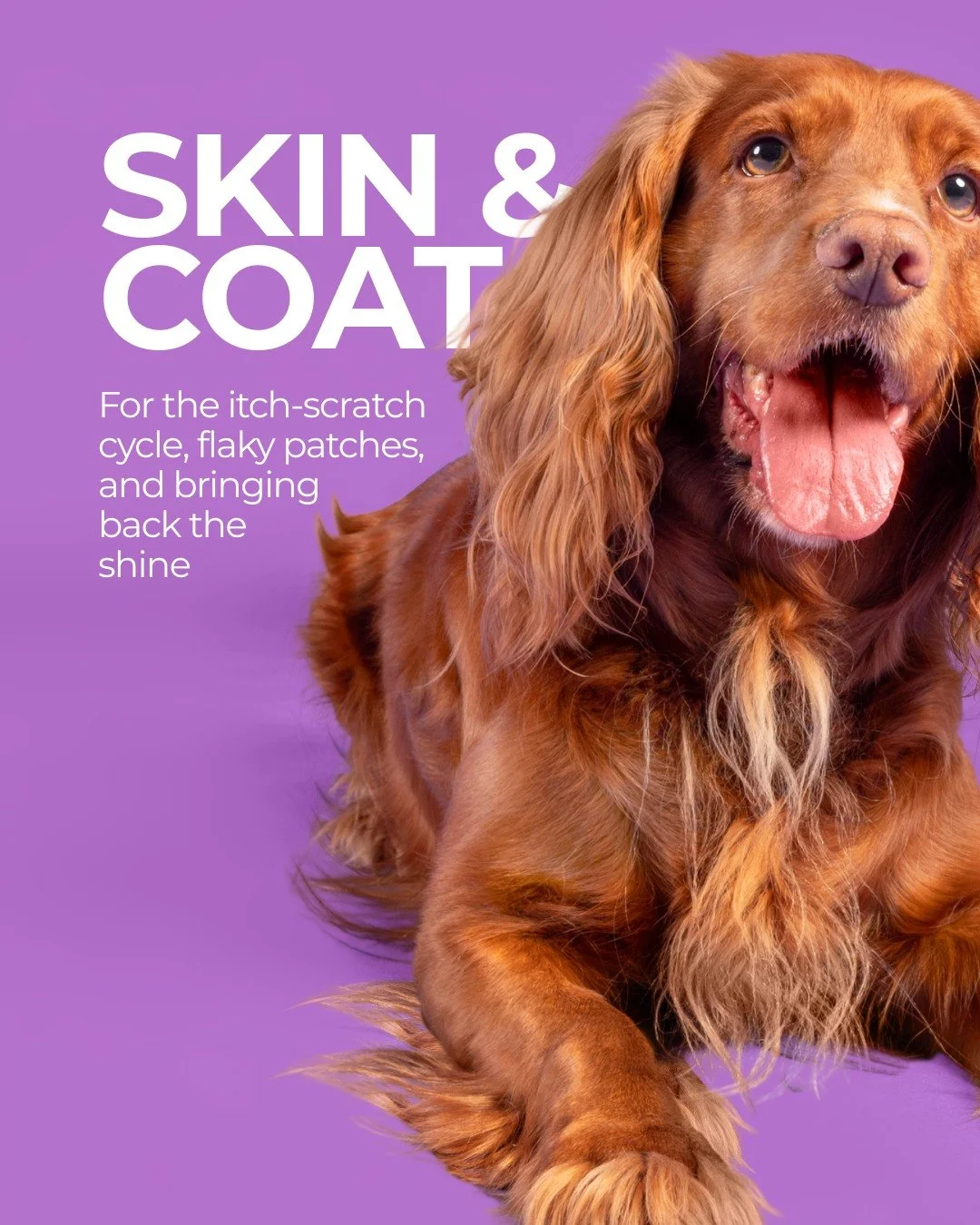 Healthspan Vetvits_9.jpg