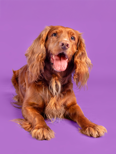 A happy, golden-brown dog with long ears lying on a purple background.