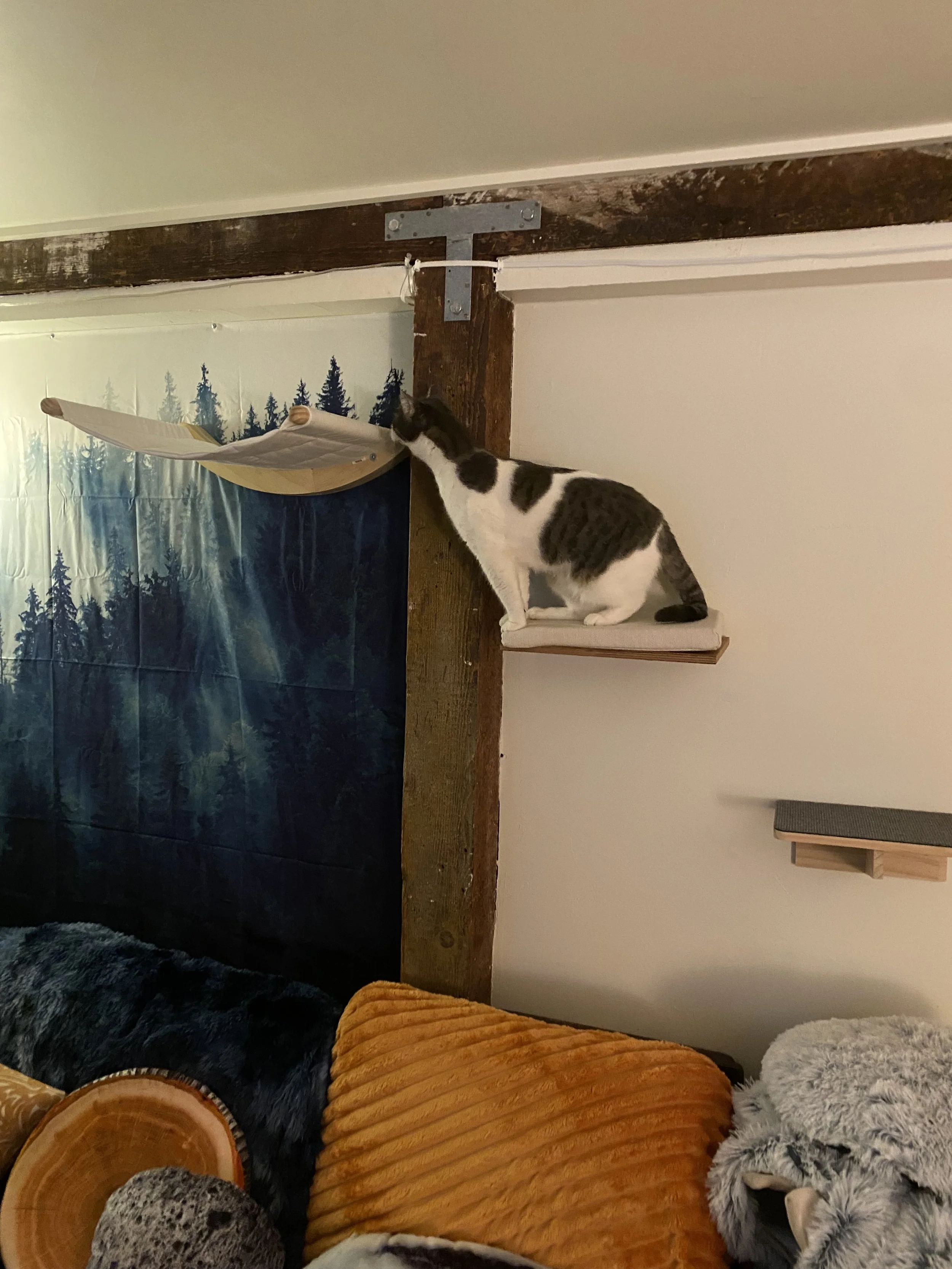 Cat Shelving and Obstacle Installations