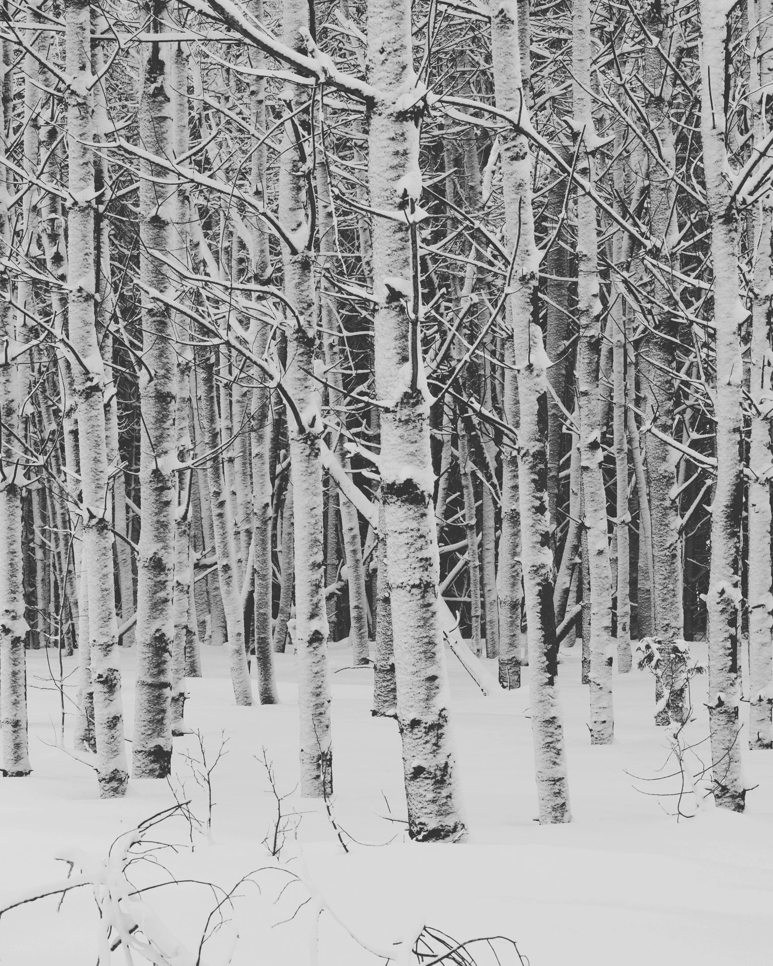 Snow-covered trees in a winter forest with snow on the ground and bare branches.