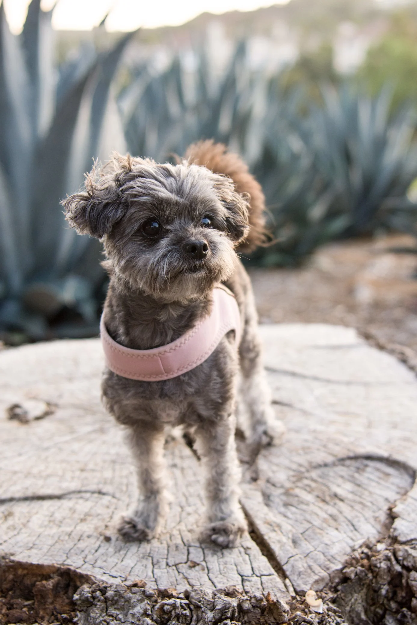 Small dog with gray and brown curly fur wearing a pink harness, standing on a tree stump outdoors with agave plants in the background.