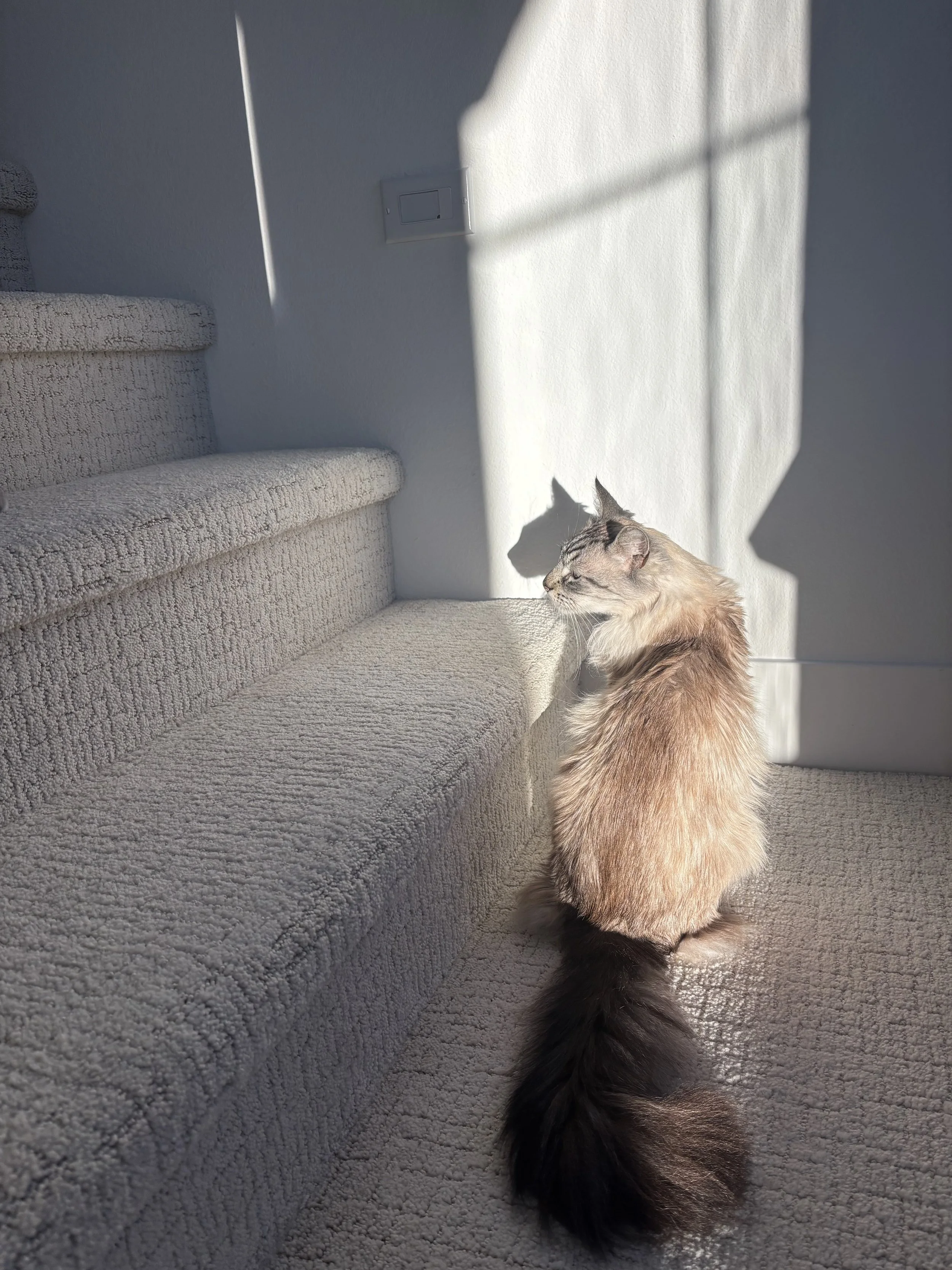 A long-haired cat sitting on carpeted stairs, illuminated by sunlight, cast shadow of the cat on the white wall.