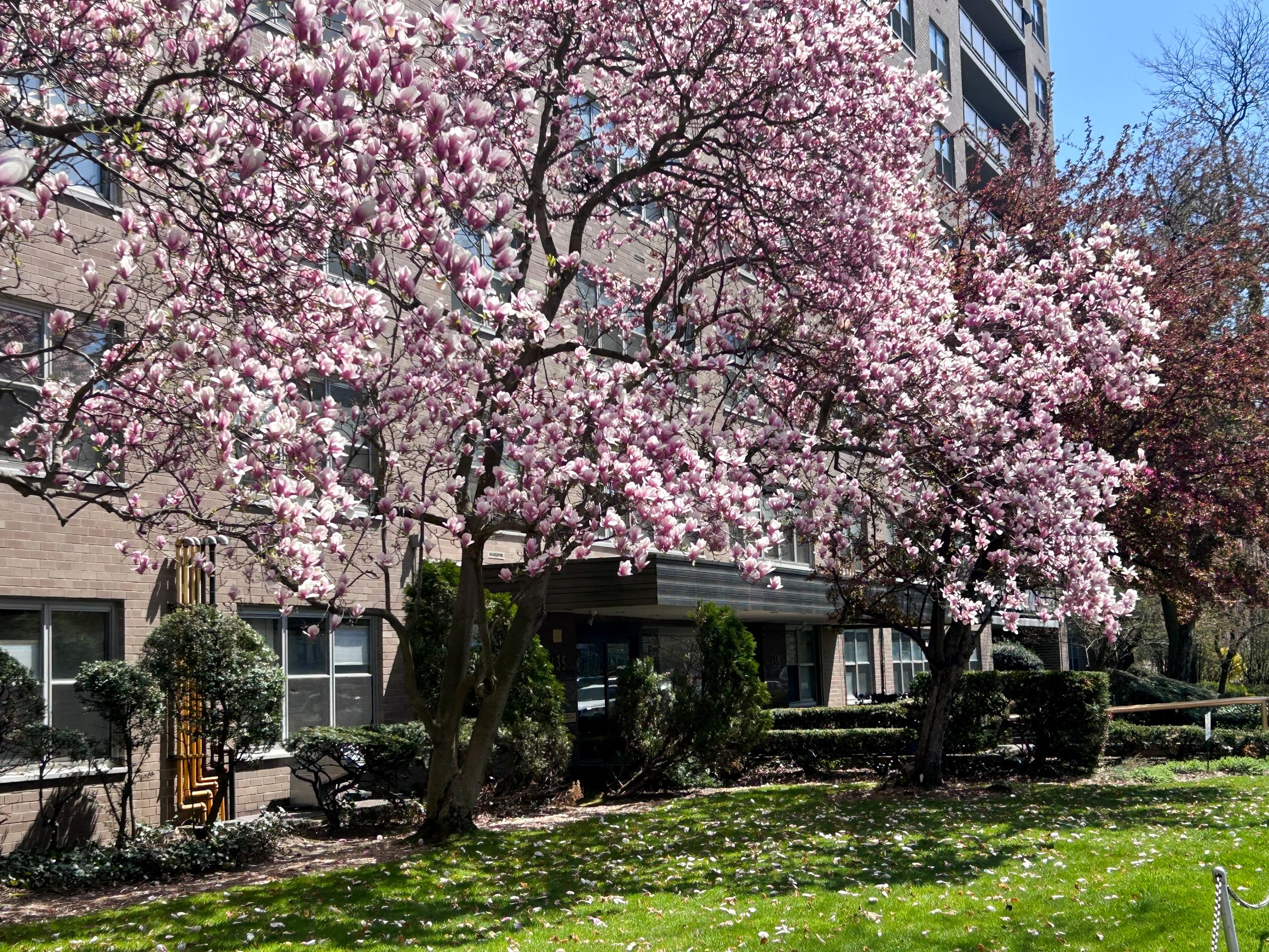 Building with blooming pink magnolia tree in front, sunny day with clear blue sky. This is where the therapy offices for rent are located.