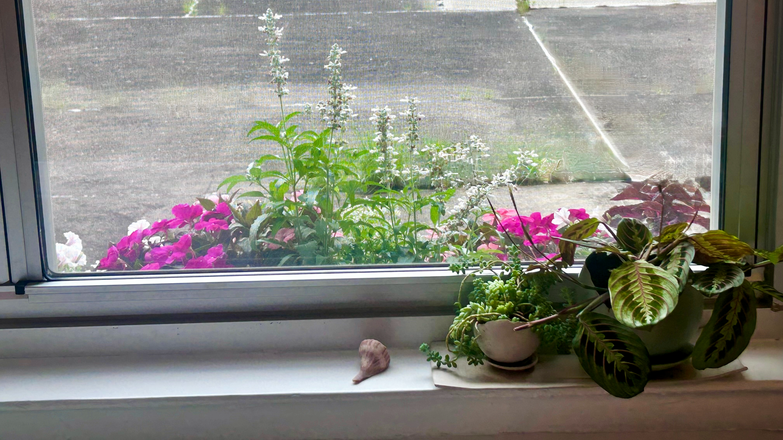 Garden plants outside a window, with pink flowers and greenery, seen through a window, and a windowsill with potted plants and a seashell in a therapy office for rent in Brooklyn.