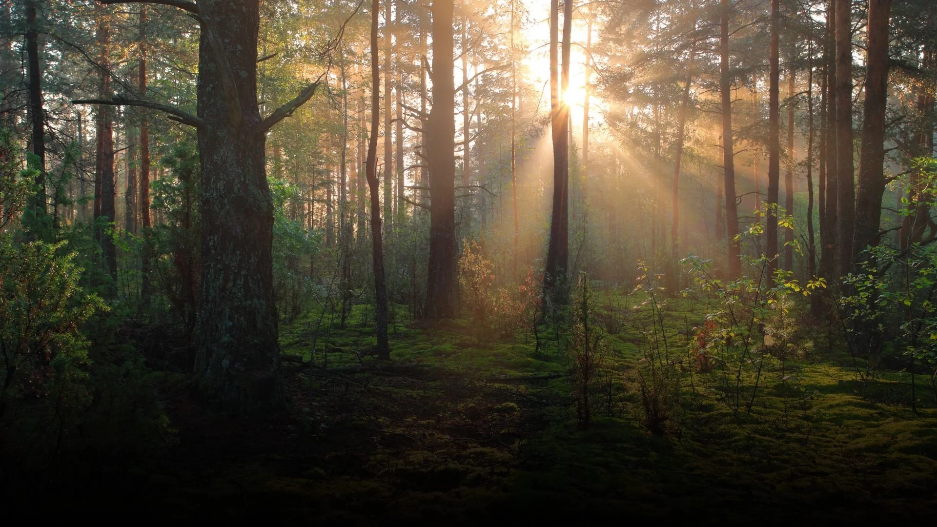 2026 Environment Hidden | Opportunities &amp; Executive Strategies
