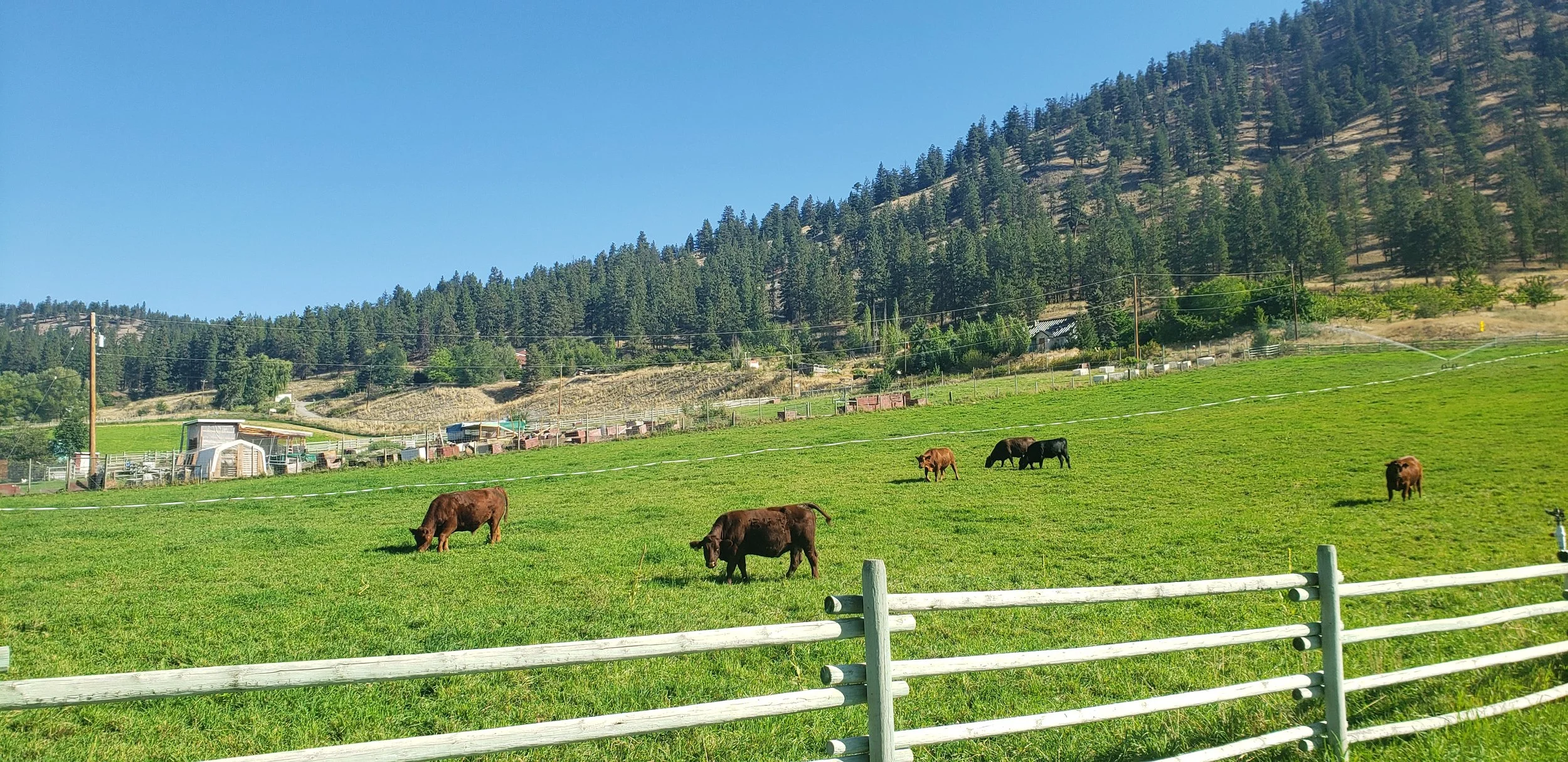 Ground Beef and Stew Meat