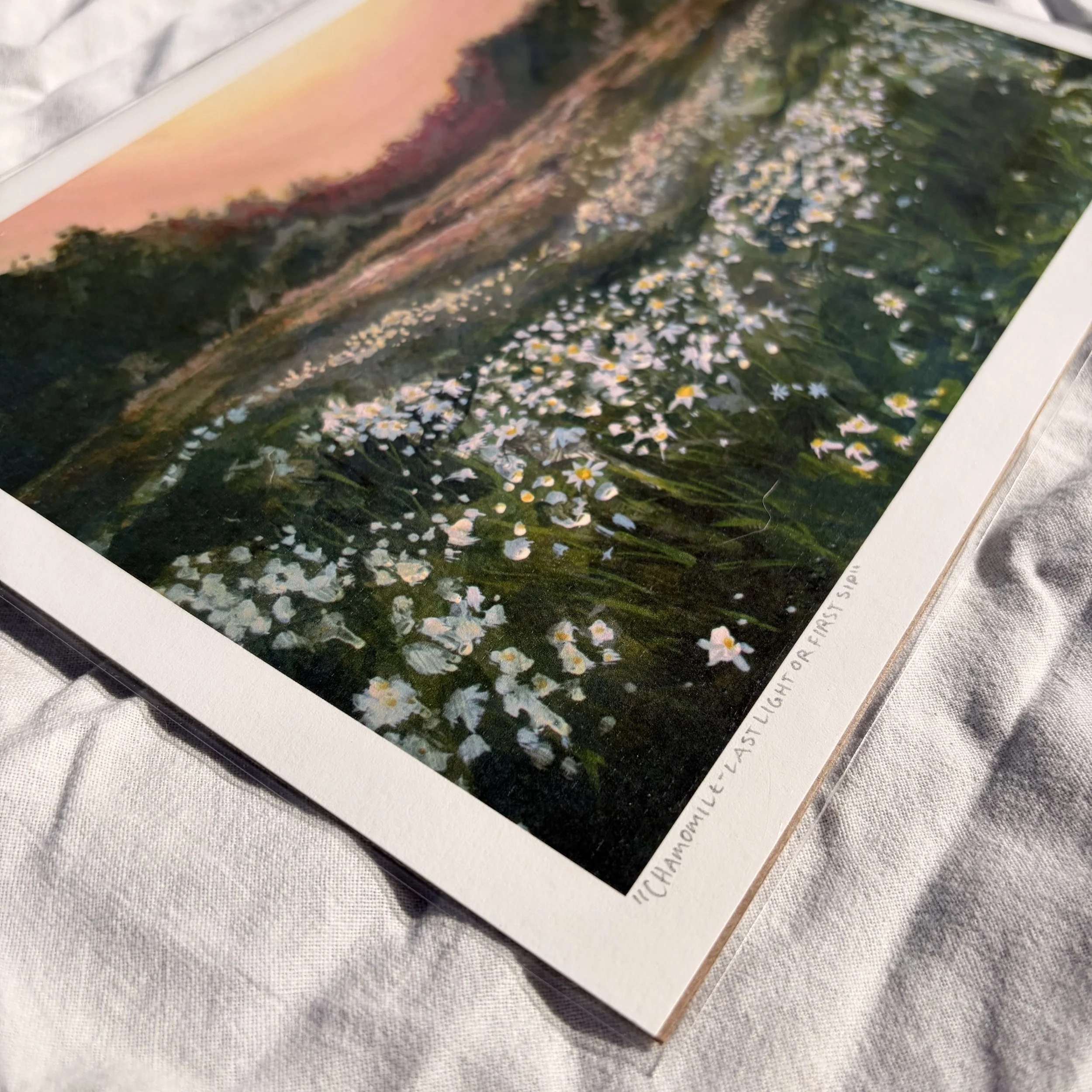 Chamomile_PrP3.jpeg