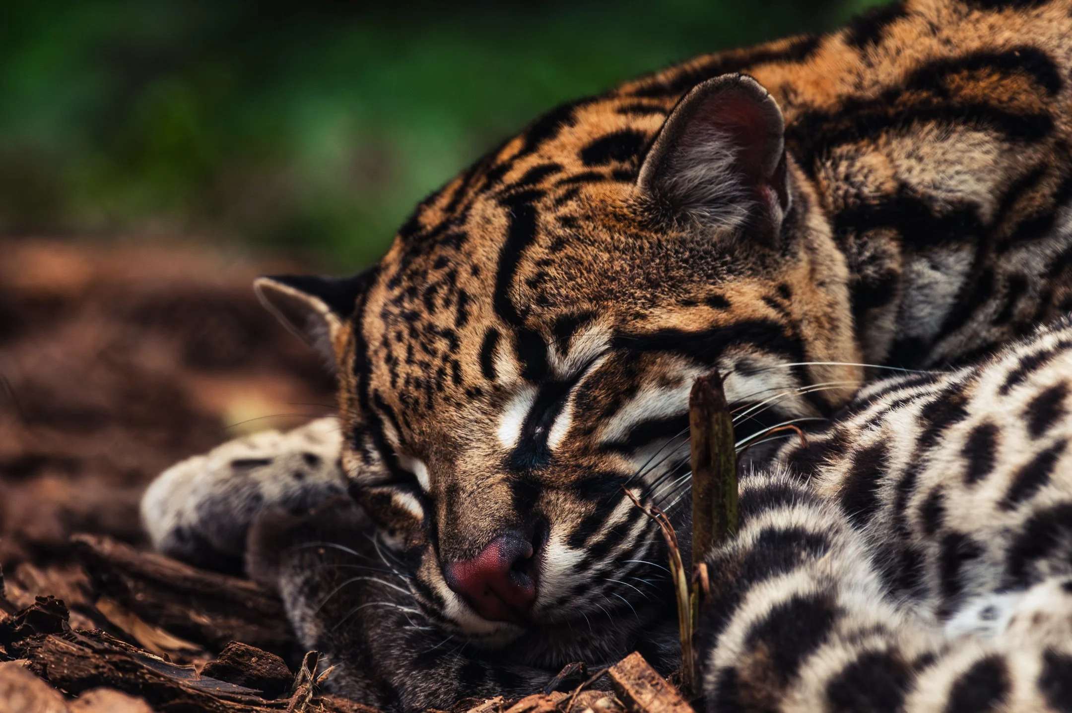 Ocelot (Brazil)
