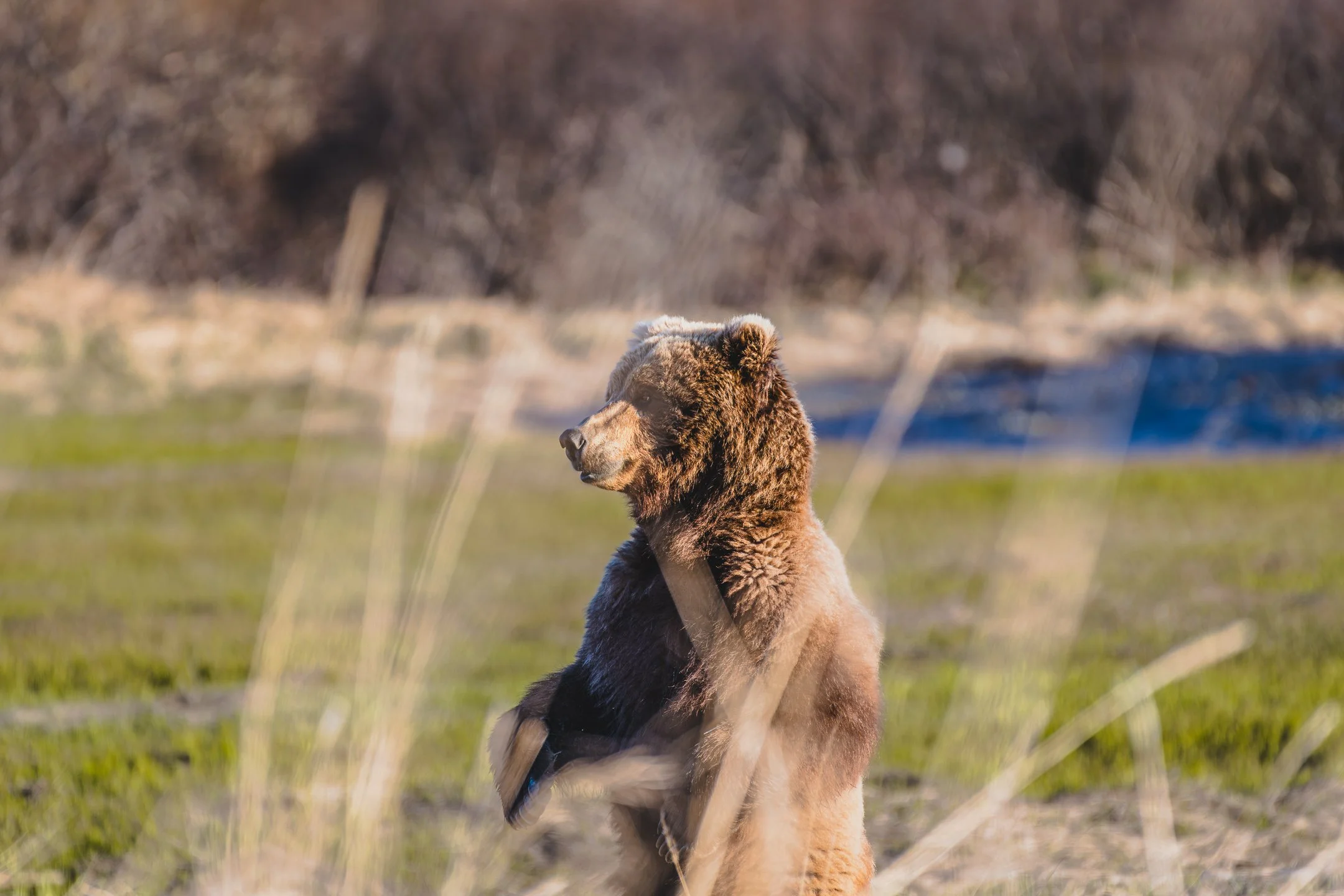 Brown Bear (Alaska)