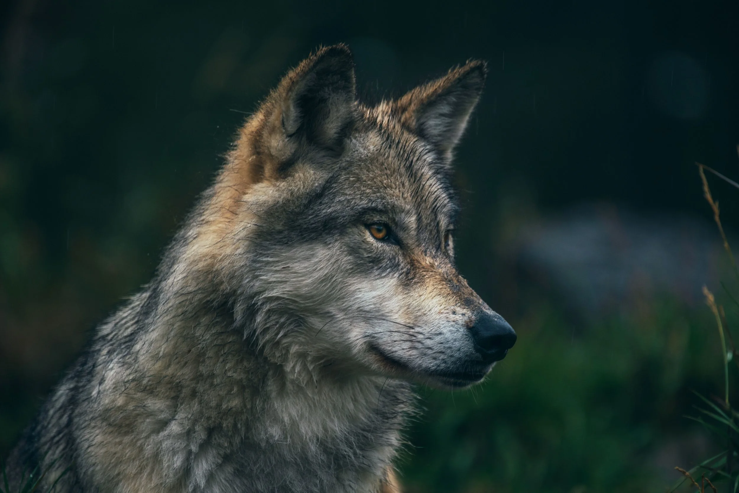 Gray Wolf (Wyoming)