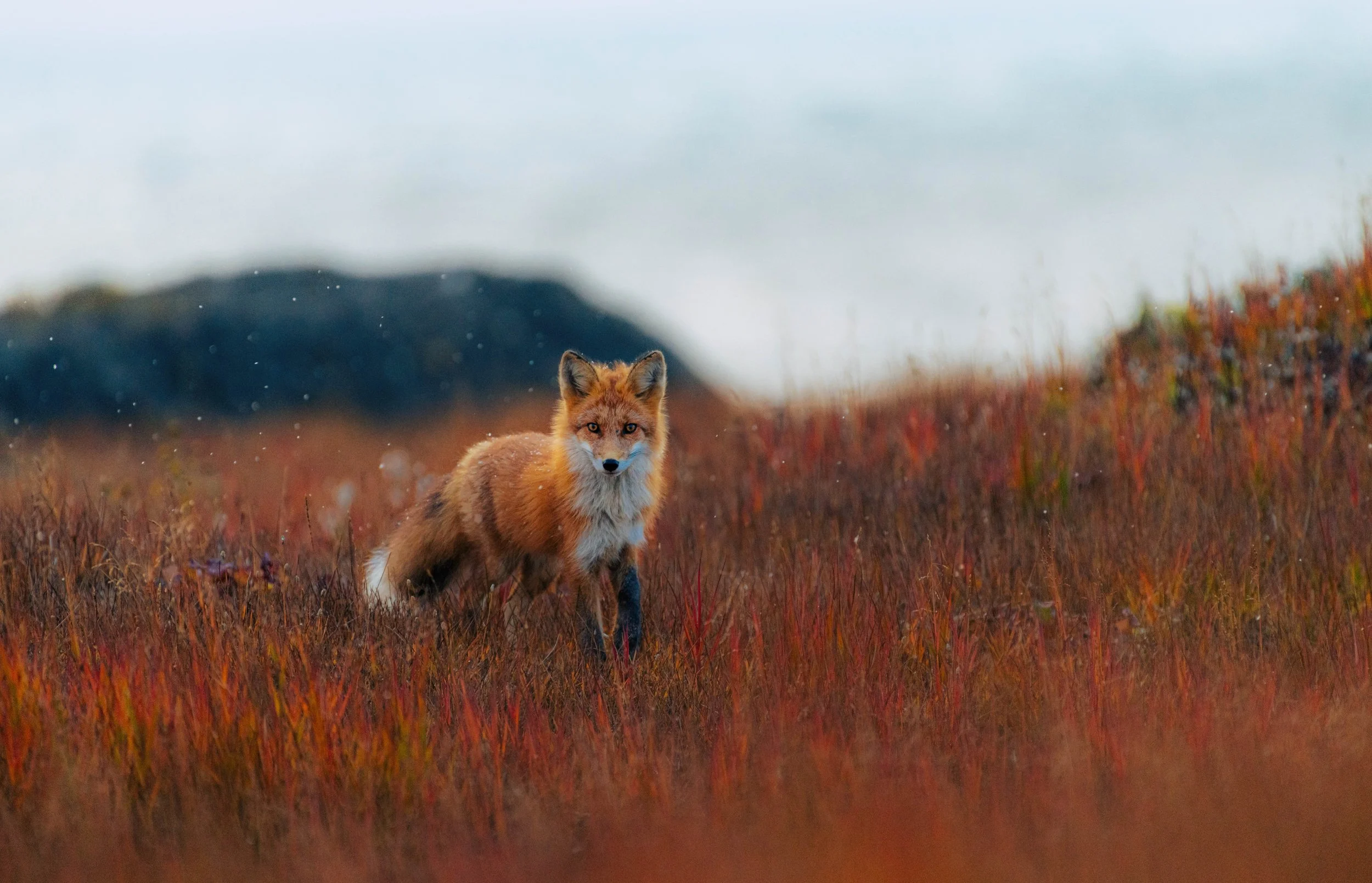 Red Fox (Alaska)