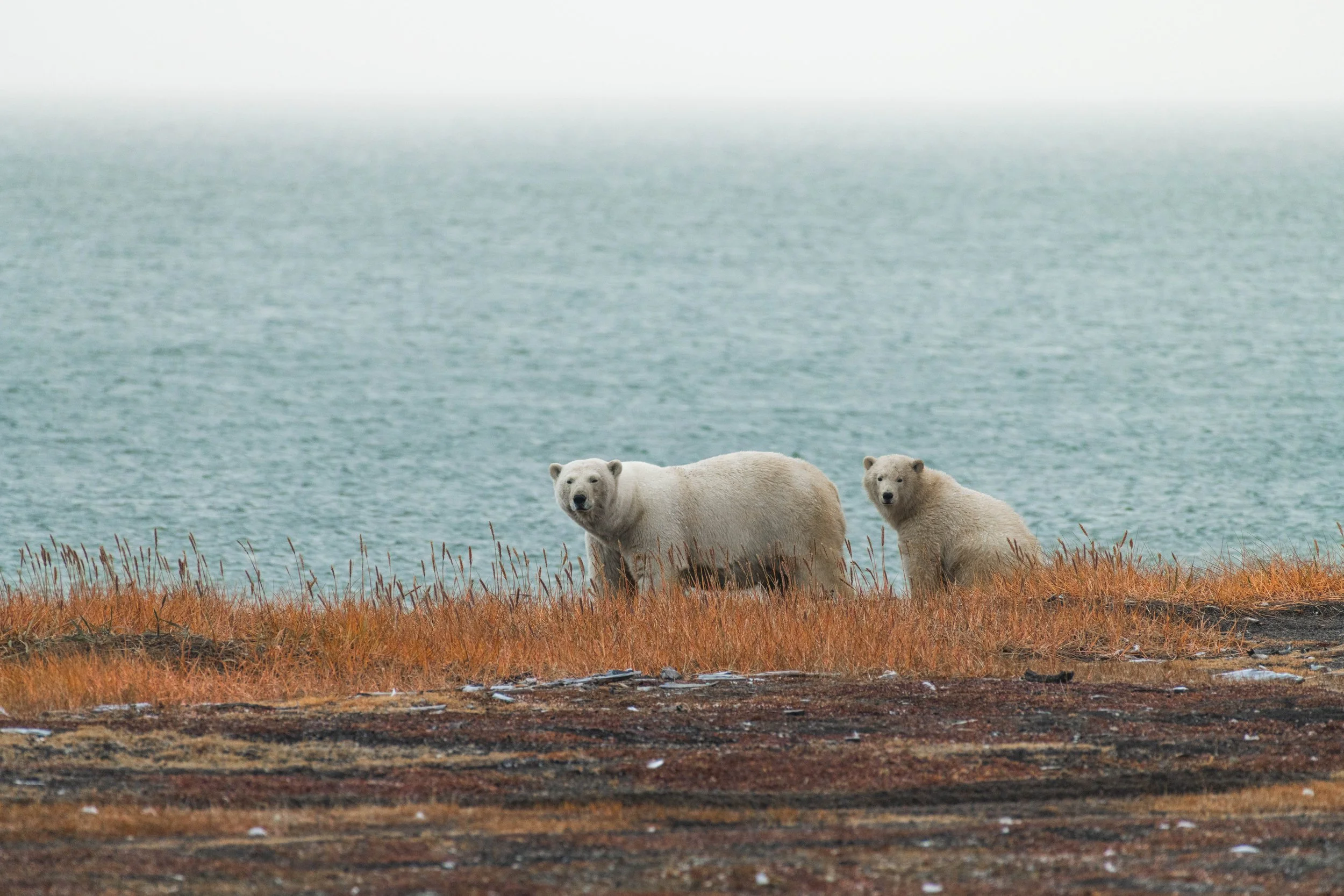 Polar Bear mom and cub (Alaska)