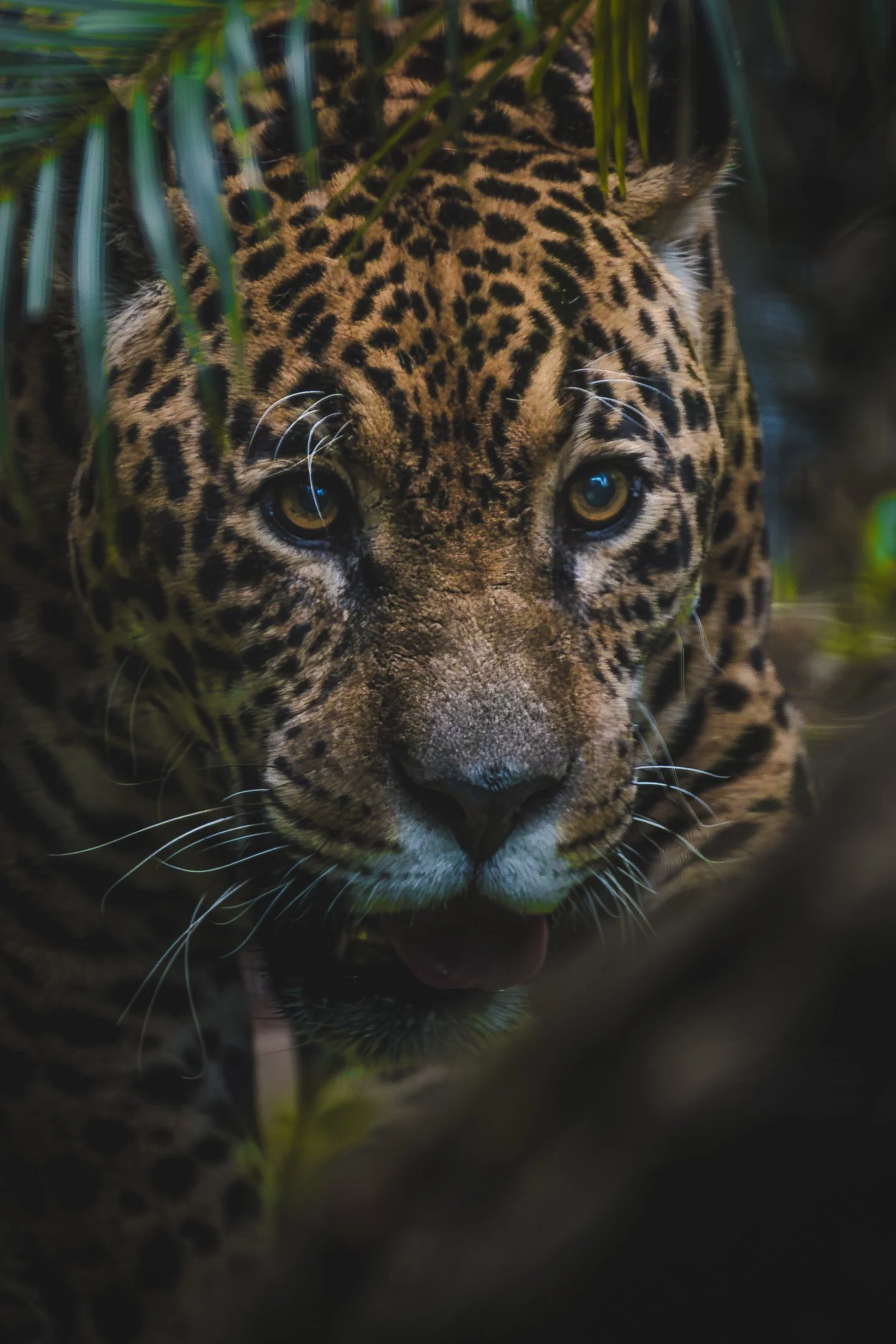 Jaguar (Brazil)
