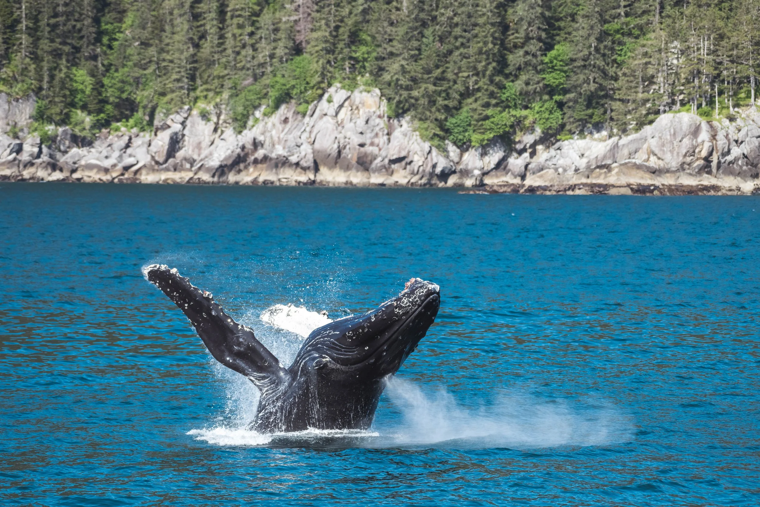 Humpback Whale (Alaska)