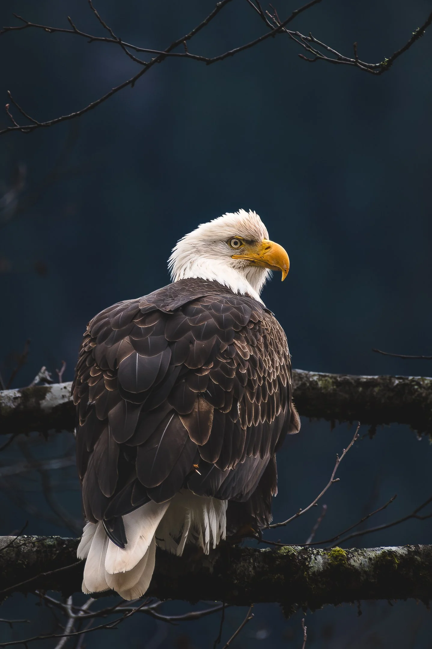Bald Eagle (Alaska)