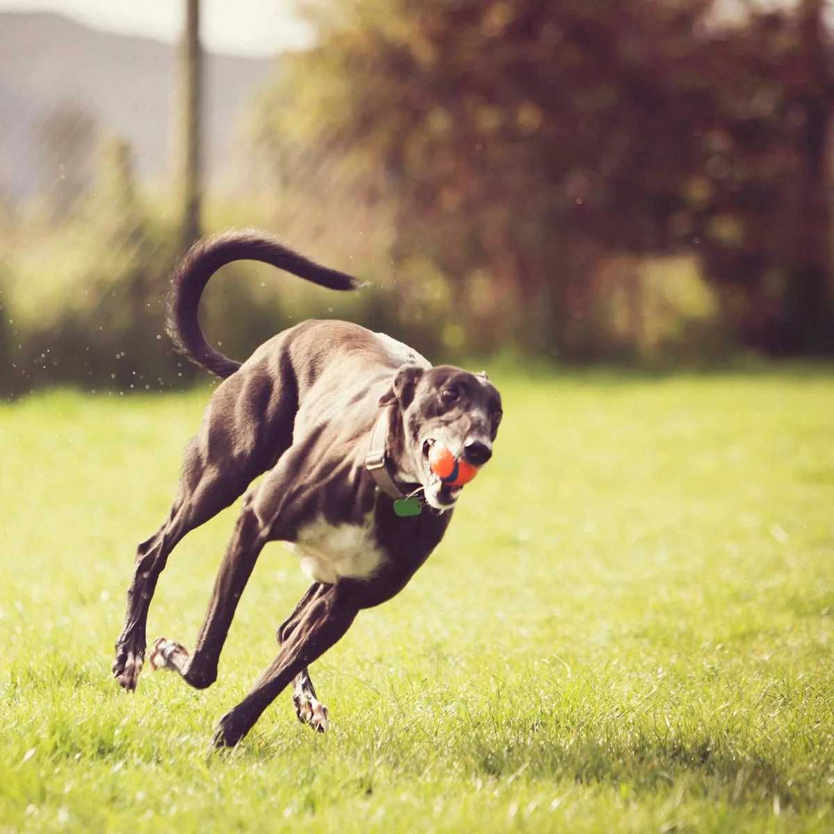 A black and white dog running on grass with a ball in its mouth.