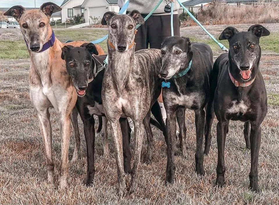 Five greyhounds standing outdoors on a grassy field with residential houses in the background.