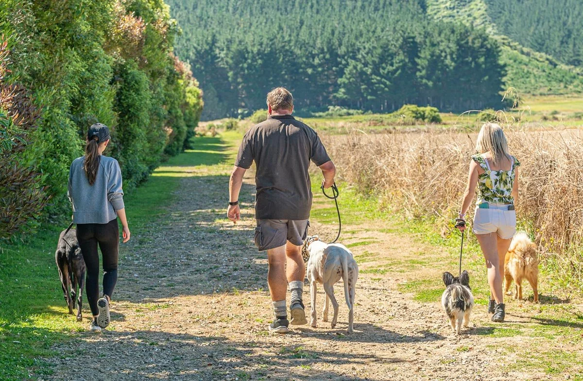 A man and two women walking four dogs on a trail surrounded by trees and open fields.