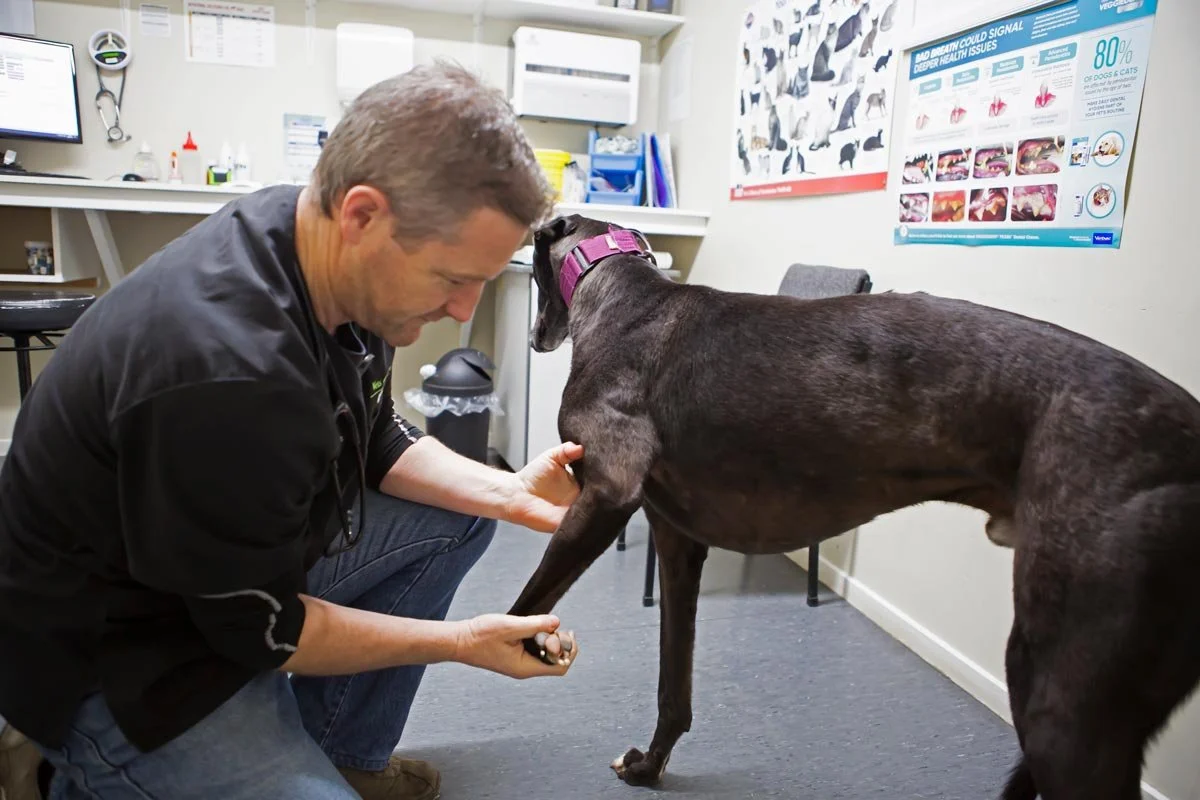 A veterinarian examines a large black dog in a veterinary clinic, with informational posters on the walls and a computer on the counter.
