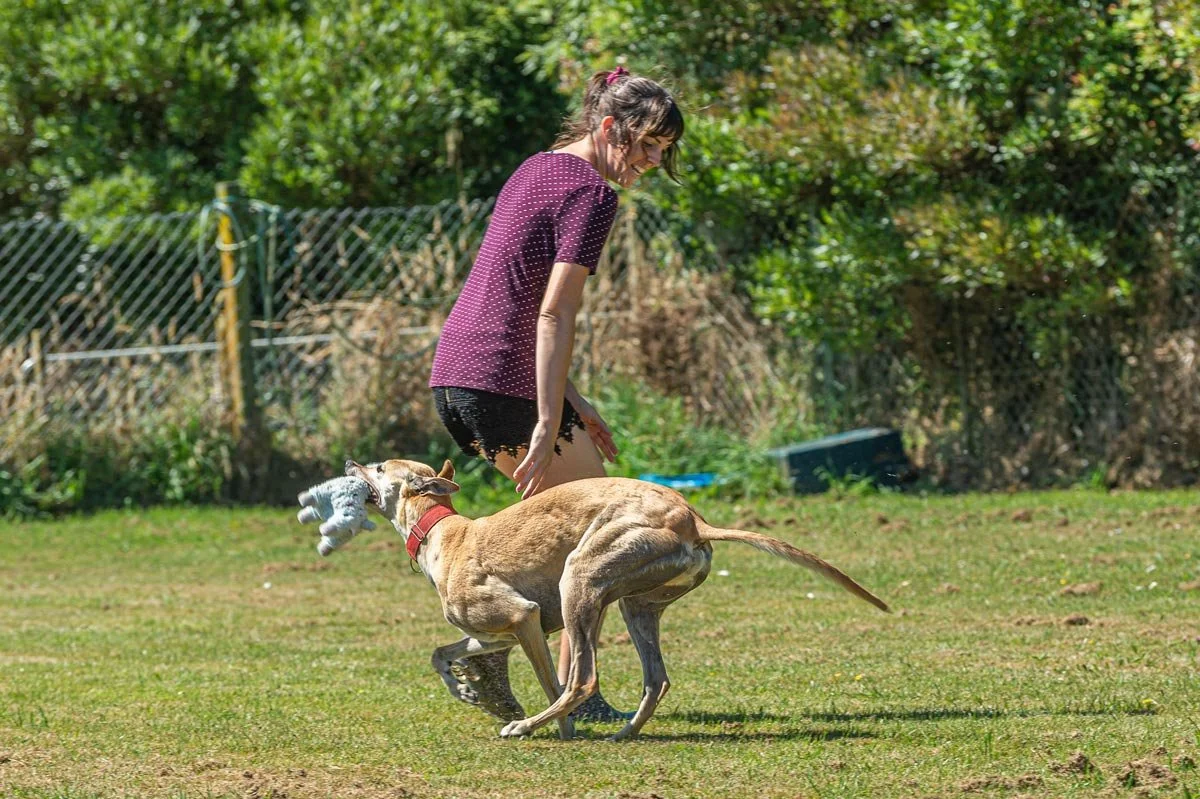 Woman in a purple polka dot shirt and black shorts playing fetch with a dog in a grassy yard, holding a stuffed toy.