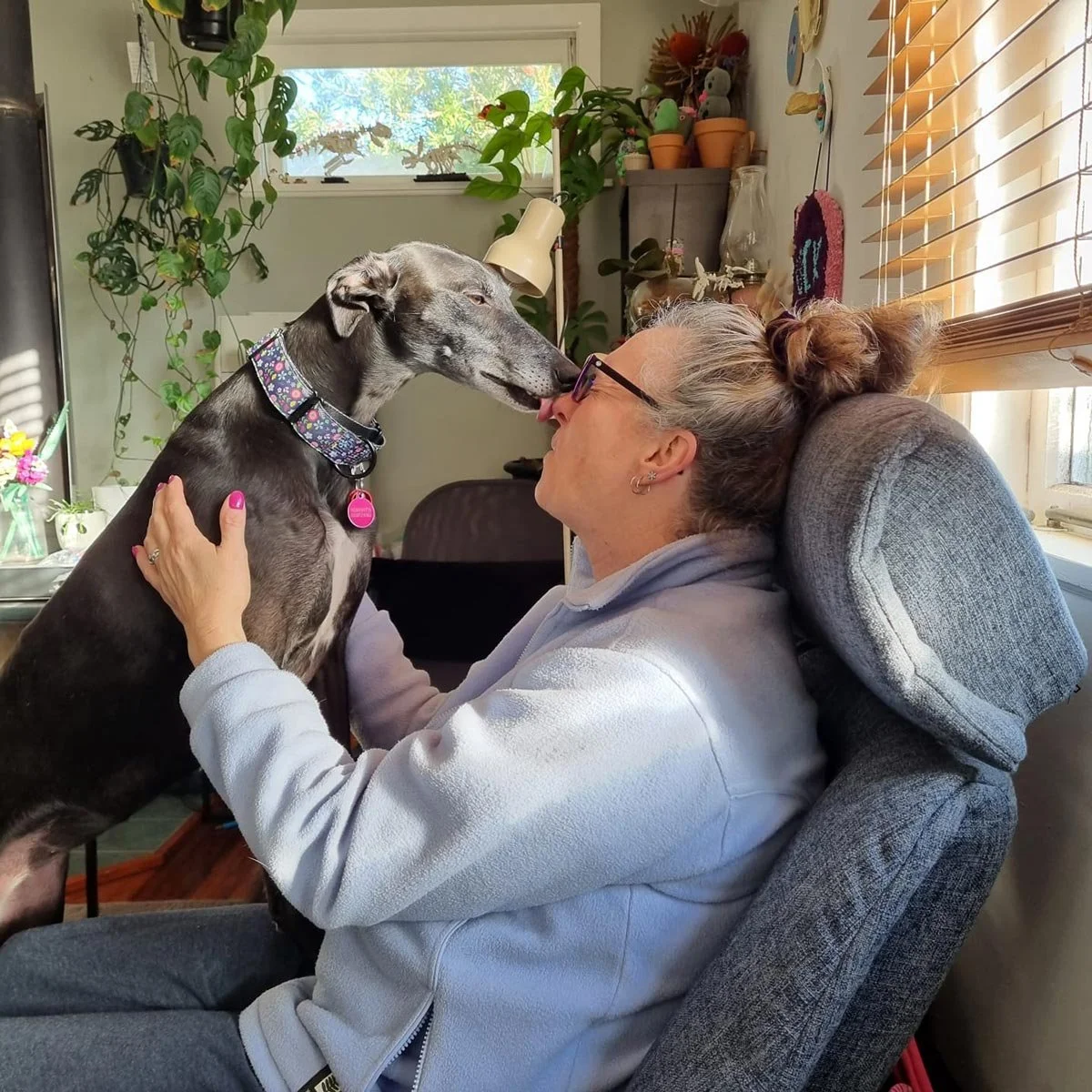 An older woman with glasses and her hair in a messy bun is sitting on a gray armchair, leaning back to a pillow. She is holding a dog with her hands on its chest, and the dog, a slender gray and black hound with a patterned collar and pink tags, is s