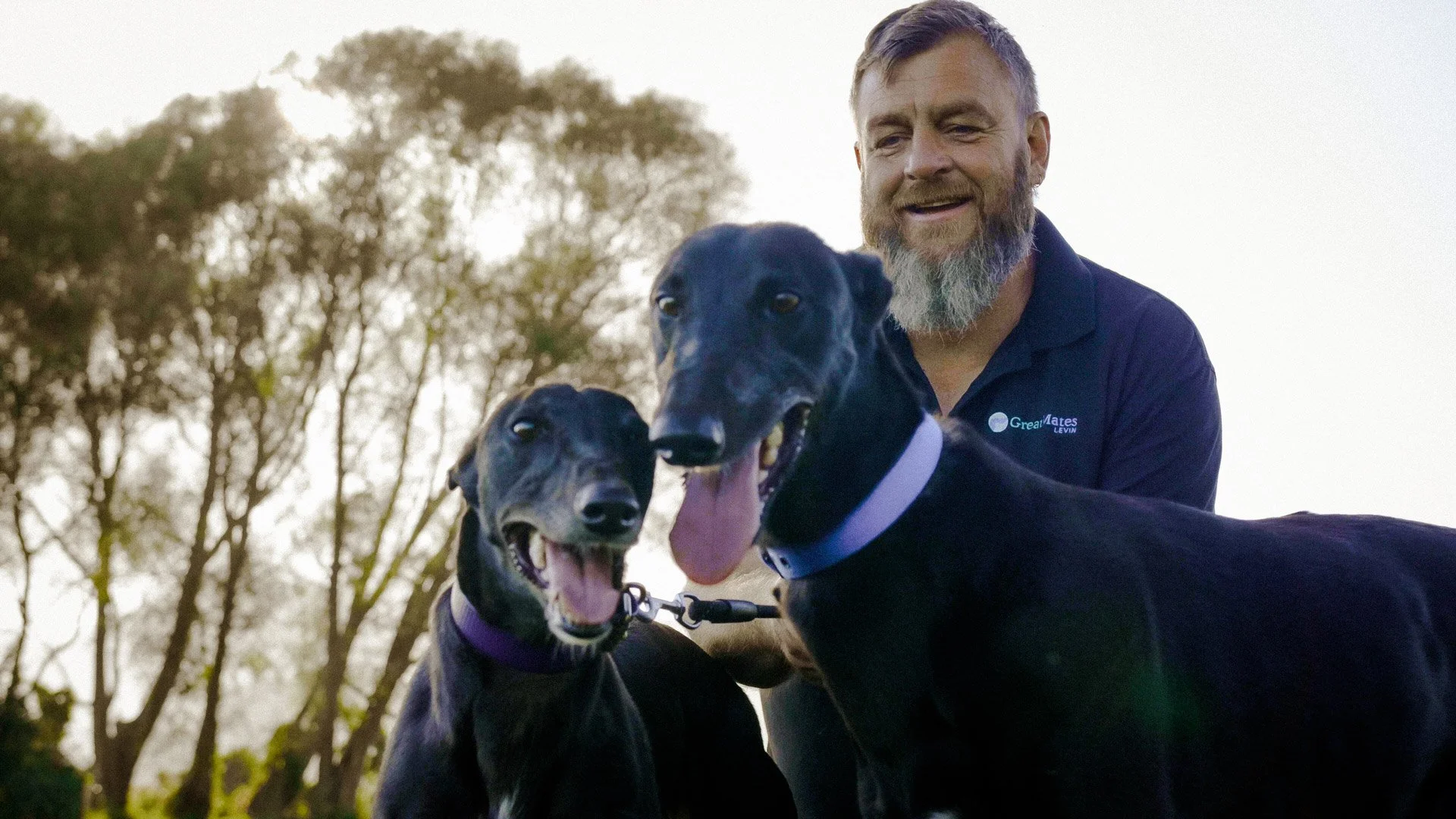 Anthony Stone, Great Mates greyhound rehoming