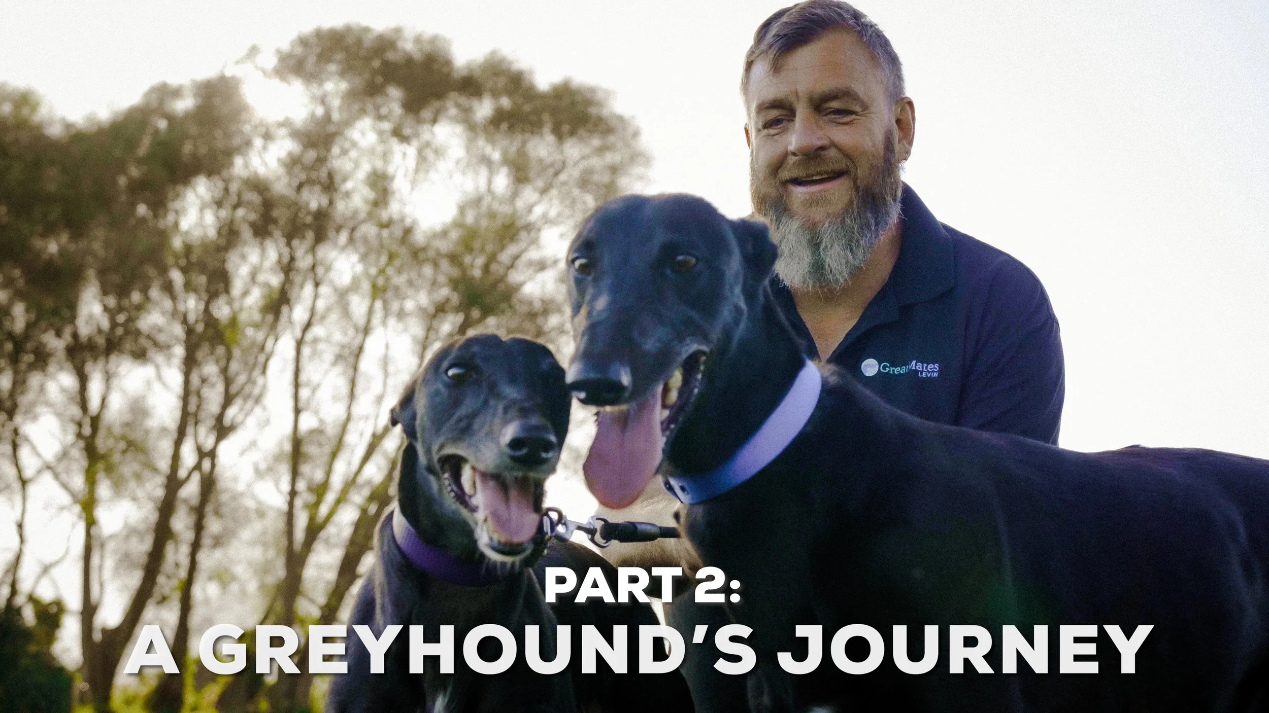 A Greyhound’s Journey