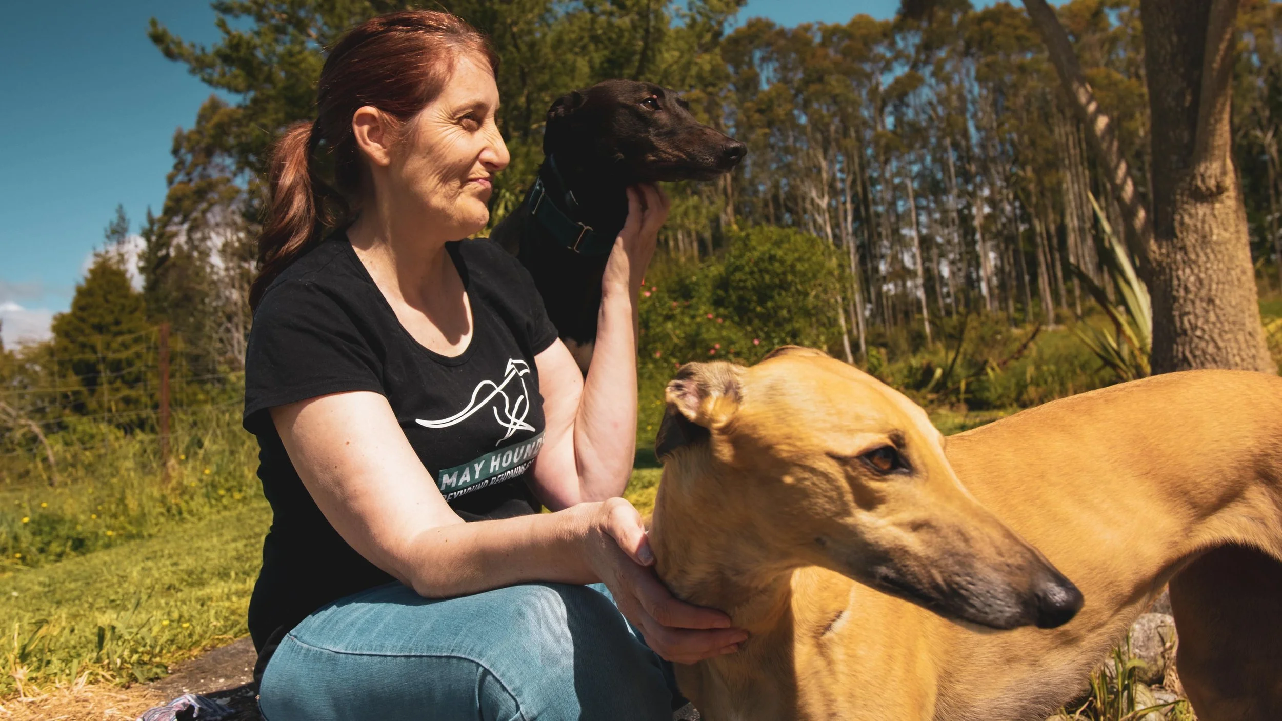 Fostering greyhounds in Hokitika
